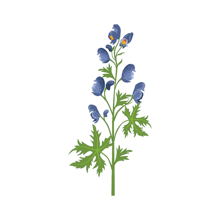 Aconite Wild Flower Hand Drawn Detailed Illustration. Plant Realistic Artistic Drawing Isolated On White Background.のイラスト素材
