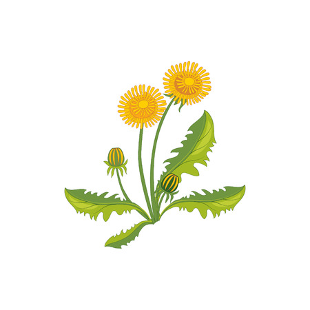 Dandelion Wild Flower Hand Drawn Detailed Illustration. Plant Realistic Artistic Drawing Isolated On White Background.のイラスト素材