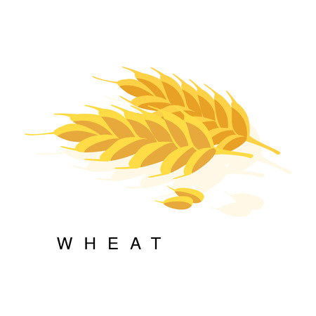 Wheat Ear, Infographic Illustration With Realistic Cereal Crop Plant And Its Nameのイラスト素材
