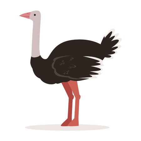 Domestic ostrich, poultry breeding vector Illustrationのイラスト素材