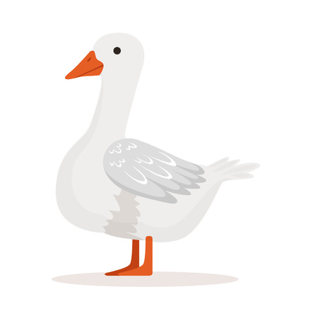 White domestic goose, poultry breeding vector Illustrationのイラスト素材
