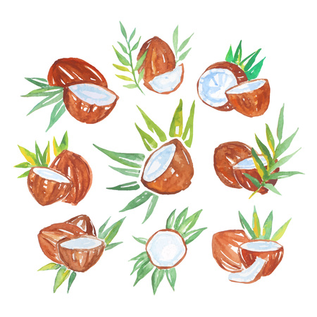 Coconuts with palm leaves set of watercolor vector Illustrationsのイラスト素材