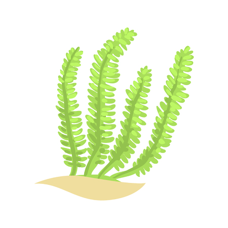 Bright green feather alga. Tropical aquatic plant in flat style. Vector underwater world elementのイラスト素材