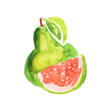 Juicy ripe guava fruit watercolor hand painting vector Illustrationのイラスト素材