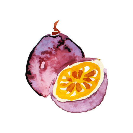 Juicy ripe chrysophyllum fruit watercolor hand painting vector Illustrationのイラスト素材