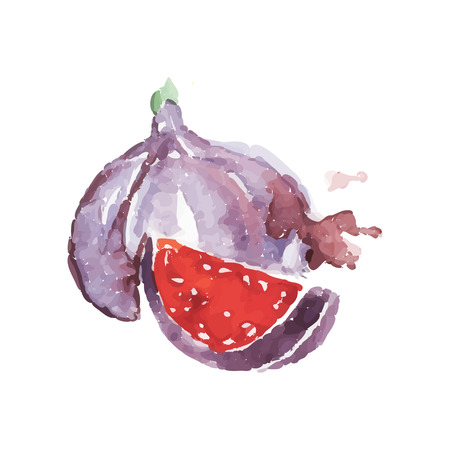 Ripe fig fruit watercolor hand painting vector Illustrationのイラスト素材