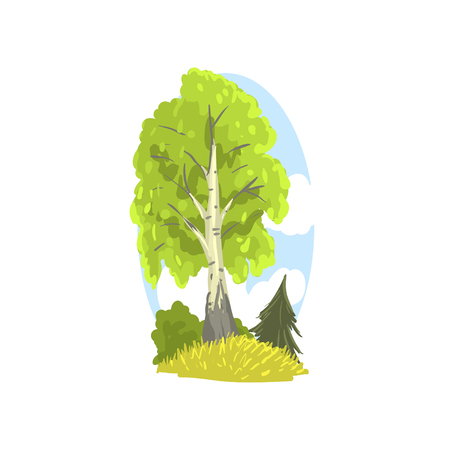 Spring or summer landscape scene with birch, fir and bushes behind. Deciduous tree with green foliage. Hand drawn forest design element. Flat vectorのイラスト素材