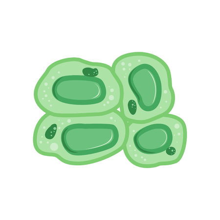 Green plant cells with nucleus involved in the process of human life.のイラスト素材