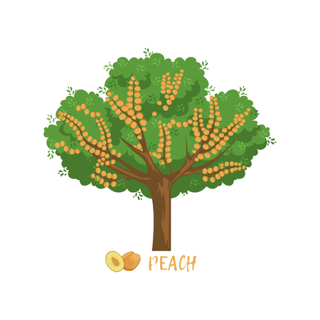 Peach garden fruit tree with name vector Illustrationのイラスト素材
