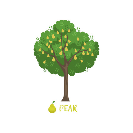 Pear garden fruit tree with name vector Illustration on a white backgroundのイラスト素材