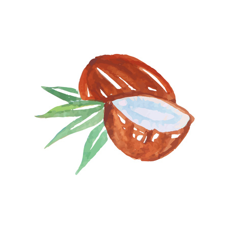 Whole and half of coconut made in the original technique. Hand drawn watercolor painting. Vector design element for natural cosmetics label, candy packagingのイラスト素材