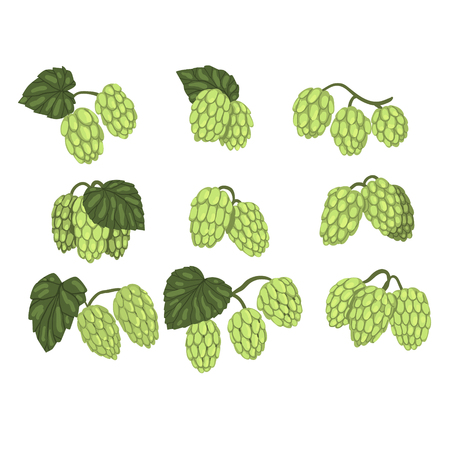 Hand drawn set of green hop cones branches with leaves. Brewing industry. Natural element. Graphic design for product label, packing emblem or promo flyer. Vector illustration isolated on white.のイラスト素材