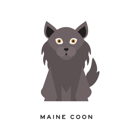Portrait Of Maine Coon Cat Adorable Feline With Gray Long Coat