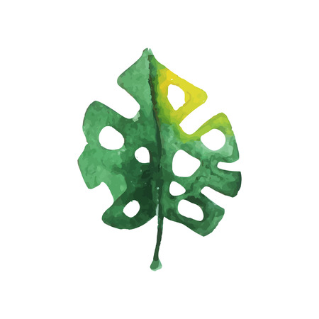 Leaf of monstera palm tree hand drawn watercolor vector Illustration isolated on a white backgroundのイラスト素材