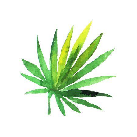Green fan palm leaf hand drawn watercolor vector Illustration isolated on a white backgroundのイラスト素材