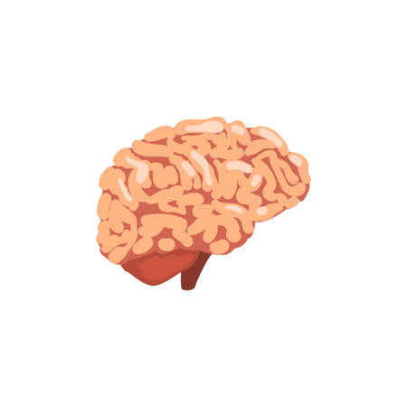 Human brain, internal organ anatomy vector Illustration on a white backgroundのイラスト素材