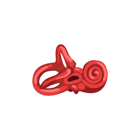 Inner ear, human internal organ anatomy vector Illustration on a white backgroundのイラスト素材