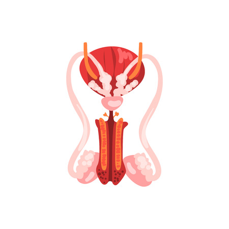 Male reproductive system, human internal organ anatomy vector Illustration on a white backgroundのイラスト素材