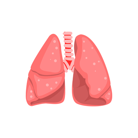 Human lungs, internal organ anatomy vector Illustration on a white backgroundのイラスト素材
