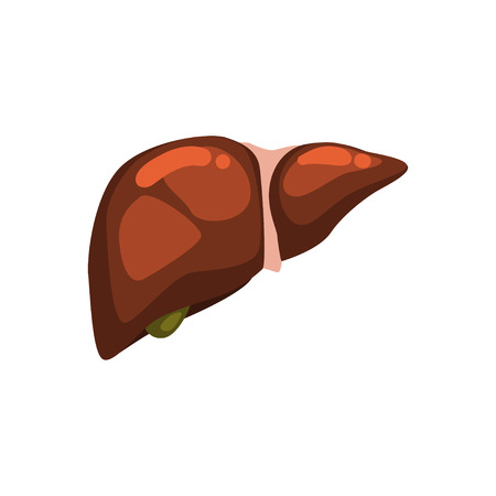 Human liver, internal organ anatomy vector Illustration on a white backgroundのイラスト素材