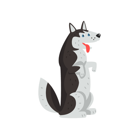 Siberian husky dog character standing on hind legs and putting his tongue out vector Illustrations isolated on a white background.のイラスト素材
