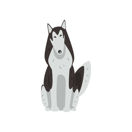 Siberian husky dog character sitting, purebred dog vector Illustrations isolated on a white background.のイラスト素材