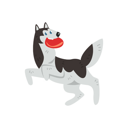 Siberian husky dog character playing with red disk vector Illustrations isolated on a white background.のイラスト素材