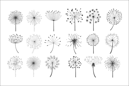 Dandelion flowers with fluffy seeds set, floral silhouettes design elements vector illustration on a white background.