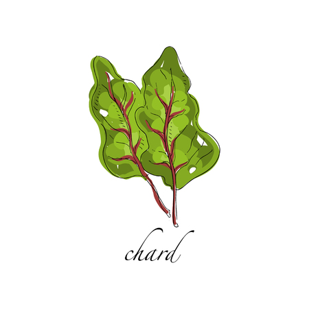 Chard fresh culinary plant, green seasoning cooking herb for soup, salad, meat and other dishes hand drawn vector Illustrations on a white backgroundのイラスト素材
