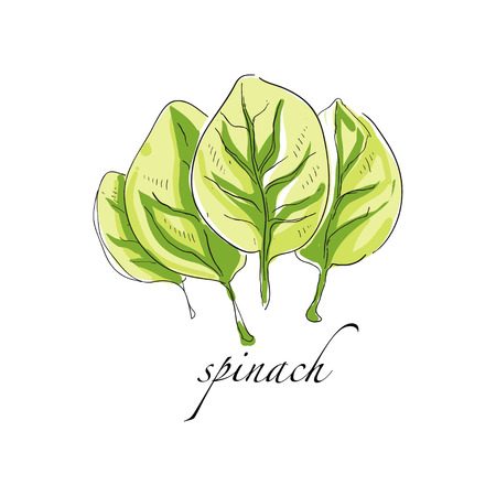 Spinach fresh culinary plant, green seasoning cooking herb for soup, salad, meat and other dishes hand drawn vector Illustrations on a white backgroundのイラスト素材
