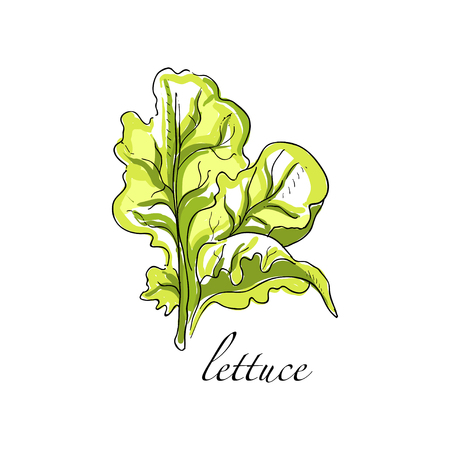 Lettuce fresh culinary plant, green seasoning cooking herb hand drawn vector Illustrations on a white backgroundのイラスト素材