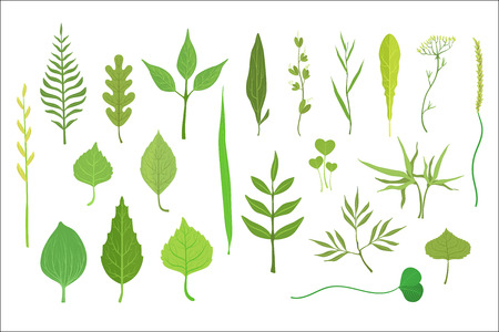 Trees And Plants Leaf Collectionのイラスト素材