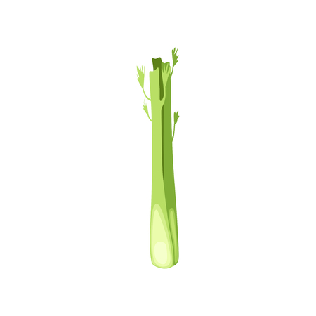 Fresh celery stalk, vegetarian healthy food, organic herb for cooking vector Illustration isolated on a white background.のイラスト素材