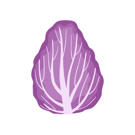 Radicchio salad greens leaf, vegetarian healthy food, organic leafy vegetable for cooking vector Illustration isolated on a white background.のイラスト素材