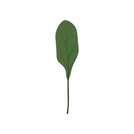 Fresh green collards leaf, vegetarian healthy food, organic herb for cooking vector Illustration isolated on a white background.のイラスト素材