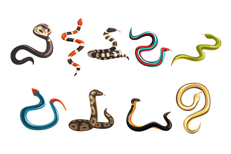 Colored collection of various snakes. Cartoon elongated, legless, carnivorous poisonous and harmless reptile character. Wildlife concept in flat style. Vector illustration isolated on white backgroundのイラスト素材