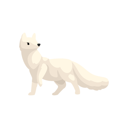 White polar fox arctic animal vector Illustration isolated on a white background.のイラスト素材