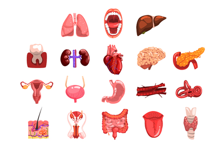 Human internal organs sett, tooth, heart, bladder, kidneys, lungs, liver, intestines, stomach, reproductive system vector Illustrations isolated on a white backgroundのイラスト素材