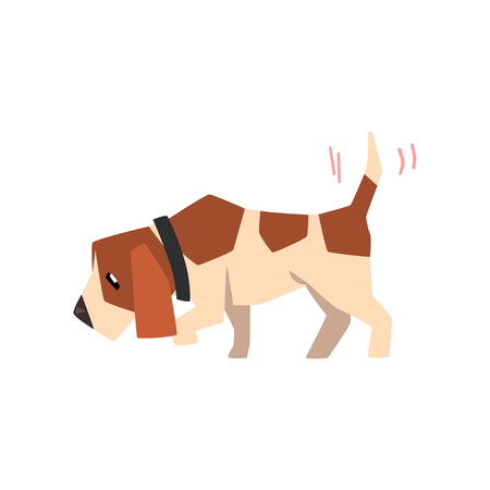 Beagle dog searching for a trace and wagging its tail, cute funny animal cartoon character vector Illustration isolated on a white background.のイラスト素材