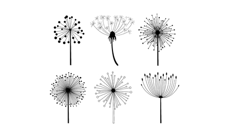Collection of 6 different linear dandelion flowers with fluffy seeds. Floral theme. Decorative graphic elements for postcard or notebook. Monochrome vector illustrations isolated on white background.のイラスト素材