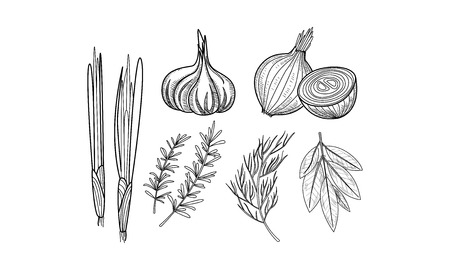 Set of culinary herbs and spices. Fresh onion, garlic, bay leaves, rosemary and dill in sketch style. Graphic elements for recipe book. Hand drawn vector illustrations isolated on white background.のイラスト素材