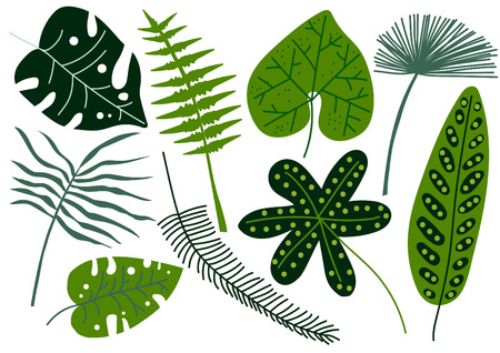 Collection of Tropical Leaves, Exotic Jungle Palm Tree Leaves Vector Illustration on White Background.のイラスト素材
