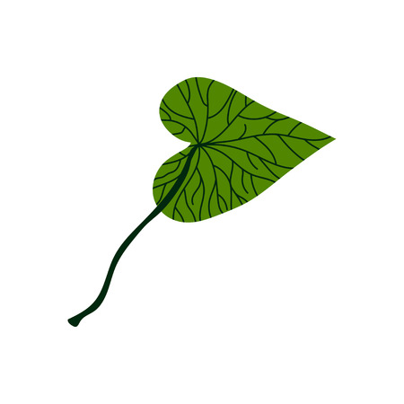 Green Leaf of Tropical Tree, Botanical Design Element Vector Illustration on White Background.のイラスト素材