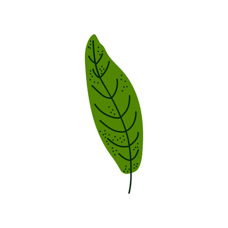 Leaf of Tropical Tree, Botanical Design Element Vector Illustration on White Background.のイラスト素材