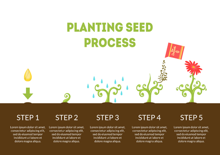 Planting Seed Process Banner, Stages of Growth of Flower from Seed, Timeline Infographic of Planting Garden Flower Vector Illustrationのイラスト素材
