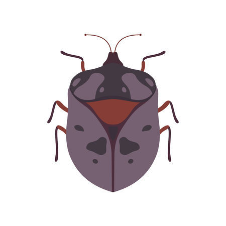 Bug Insect Species Top View Vector Illustrationのイラスト素材