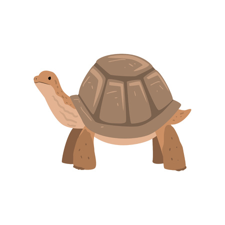 Large Turtle, Tortoise Reptile Animal Vector Illustrationのイラスト素材