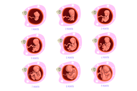 Process of pregnancy from 1st to 9th months. Fetal development stages. Baby growth inside womb uterus . Human anatomy. Design for poster infographic or brochure. Isolated flat vector illustration.のイラスト素材