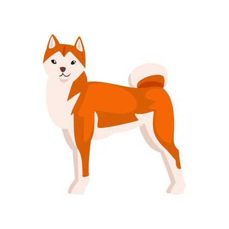 Shiba Inu Dog, Cute Japan Fluffy Pet Animal Vector Illustrationのイラスト素材