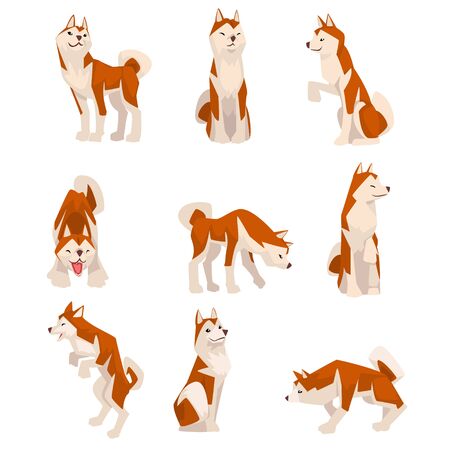 Shiba Inu Dog in Various Poses Set, Cute Japan Brown Beige Fluffy Pet Animal Vector Illustrationのイラスト素材